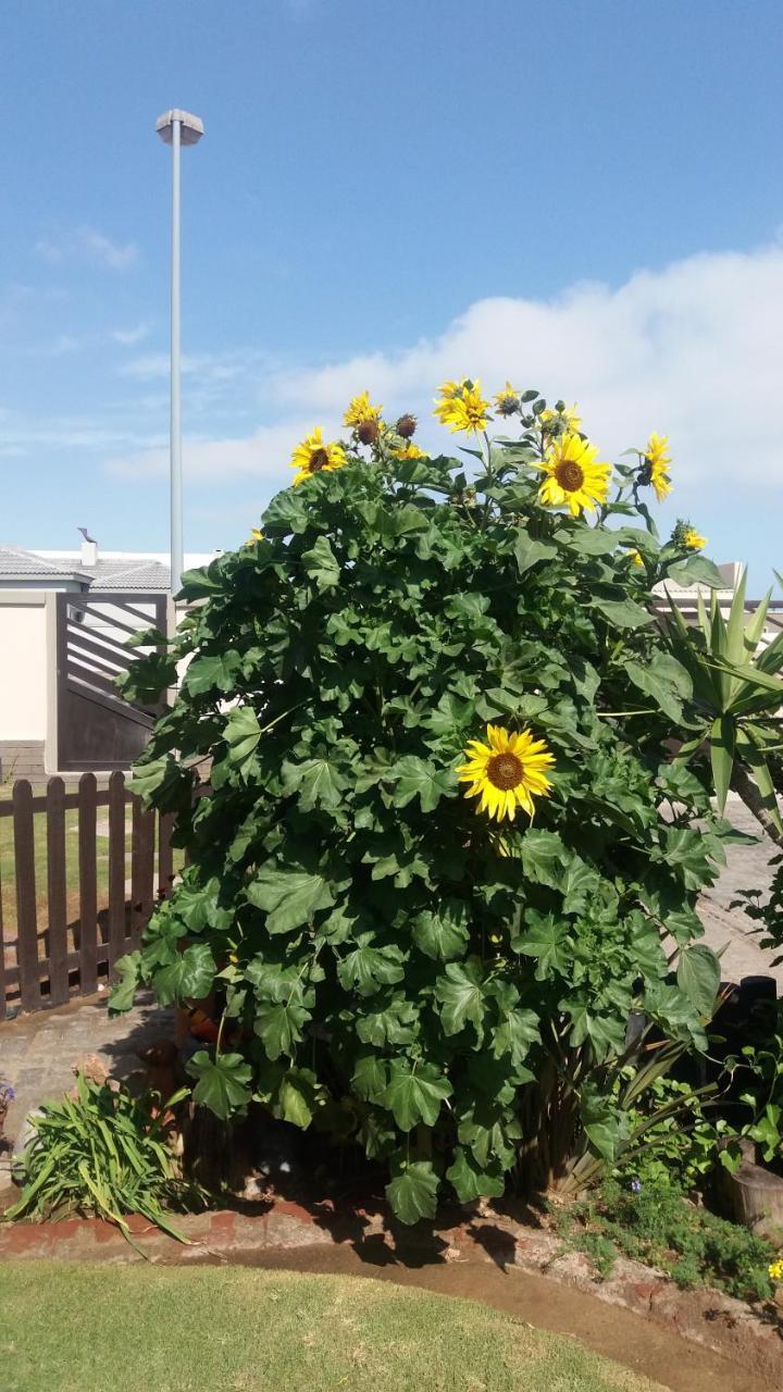 וואלביס ביי Sunflower Self-Catering מראה חיצוני תמונה